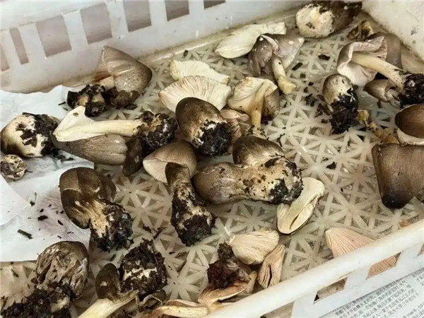 1763255378714723.jpg 63d0f703918fa0ec6deaccd241399ffe3c6ddb7b_看图王.jpg