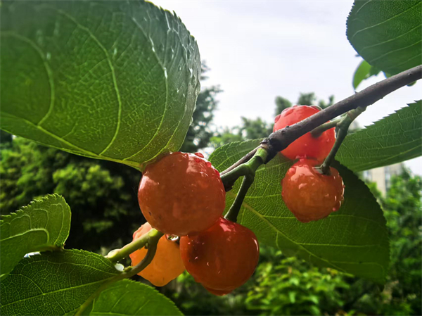 1776393253269291.jpg 樱桃.jpg